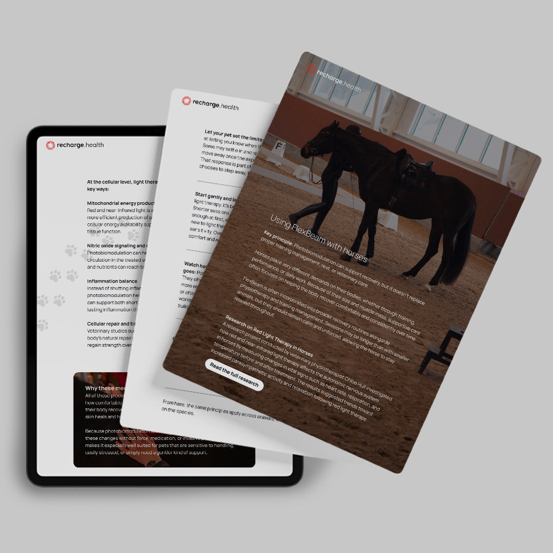 FlexBeam for Animals: Supporting Recovery with Care